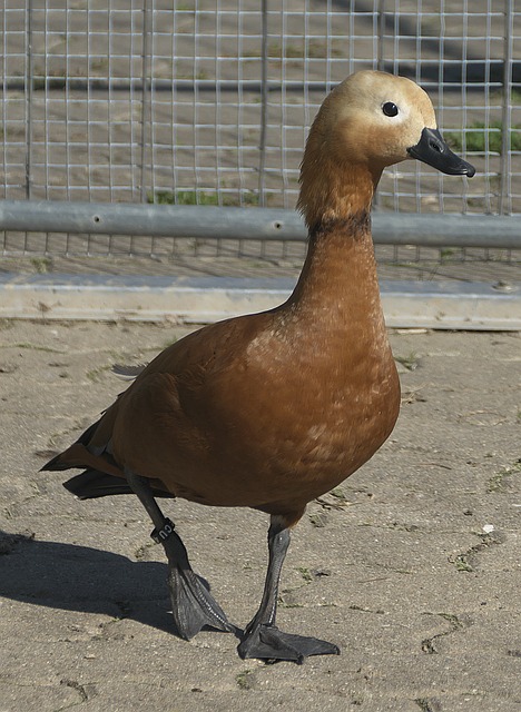 对强